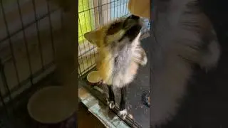 Сухарик и команды #животные #лиса #animals #fox #лисаальма