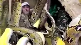 Змеиное логово