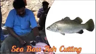 koduva Fish cutting (Sea Bass Fish) - Kasimedu Fish Market
