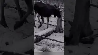 #сохатый#лось на #солонце #shorts #moose