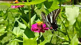 Zebra Swallowtail Butterfly (Slow motion)