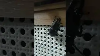 How powerful is a rhino beetle? #rhinobeetle #rhino #beetle #how
