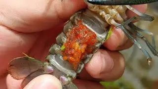 Creepy Update Sa Berried Crayfish ko. #crayfish #arc #craylings