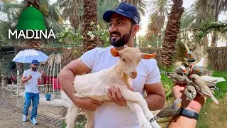 This Park Has Unique Experience for Visitors in Center of Madina city