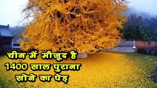 An old TREE was found in the forests of China which is 1400 years old and gives gold leaves