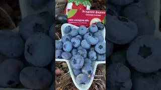 Голубика. Сложно ли вырастить? #сад #дача #garden #огород
