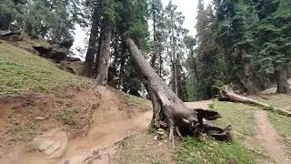 Fallen Trees | Old | Himalayas | Path | #CalmPeace