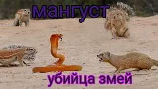 убийца змей , мангуст