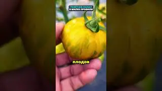 Folk remedy for late blight on tomatoes 