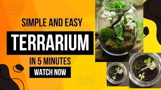 Terrarium Ideas - How to make a closed terrarium