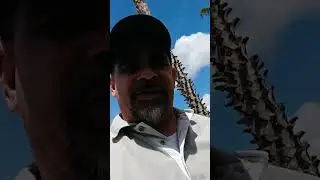 Palm Tree 101