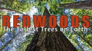 Redwoods [4K UHD] | Fern Canyon | Big Tree | Trillium Falls | Circle Trail
