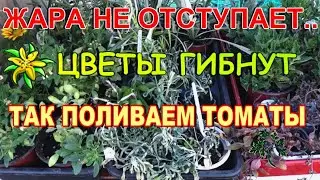ЦВЕТЫ ГОРЯТ/ПОЧЕМУ ТАК ПОЛИВАЕМ В ЖАРУ/СПАСАЮ ПЕРЕЦ