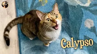 Cat with Weird Gargle Meow