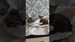 Дружба,Тима и Лёвушка #котята #kitten