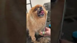 Grooming a pomeranian/spitz!