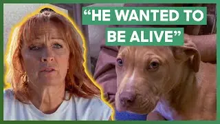 Tia Rescues A Puppy That Ate His Dead Owner To Survive | Pit Bulls & Parolees