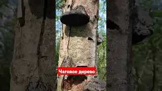 взял и сломал))