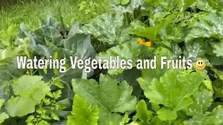Watering vegetables and fruits plants #organicgardening 🇬🇧 #vegetablegarden #gardeningideasforhome
