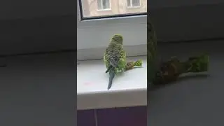 Кеша мен конфет 😁