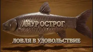 Black Carp at Ostrog | Fishing for fun - 12 in 40 - steady bite | RF4