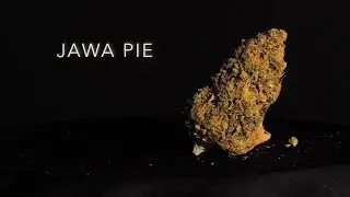 Jawa Pie | Strain Review | Nightly Bud