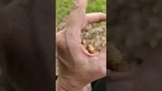 Backyard bug hunt - do insects bite?