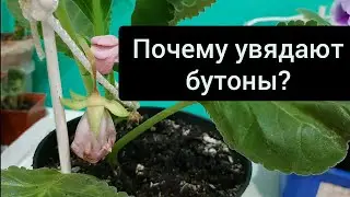Почему глоксиния сбрасывает  бутоны?