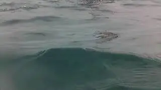 mergulho abençoado  con leofary desentocando um azul