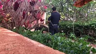 Wild boar attacks police officer