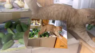 Мои любимые ворюги