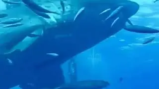 Maior tubarão já visto!!