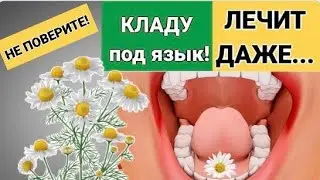 Как Ромашка влияет на Организм человека. Полезные свойства о которых Вы могли и не знать.