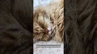 Наша история | Лосось #friends #cats #animal #нашаистория