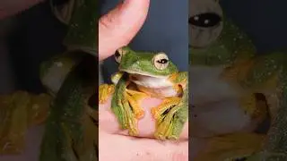 This Frog can FLY