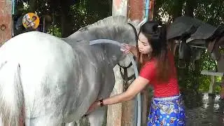 A Girl And A Horse At Horse Park -How To Teach Your Horse To Lay Down -Horse Training