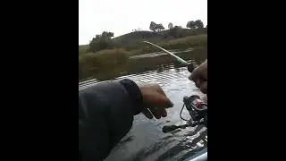 она таскает как на моторе). ловля щуки на воблеры осенью.