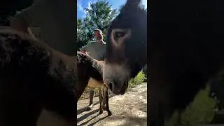 Meet Bosco the donkey! ❤️