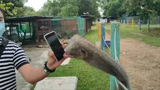 Funny ostrich bites phone screen after seeing itself in selfie camera