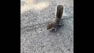 Incontri ravvicinati in città