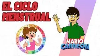 The menstrual cycle
