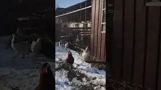радость)) внук заснял.