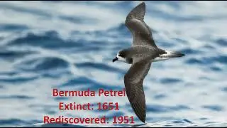 Animals that have been rediscovered