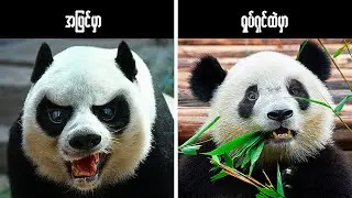 ချစ်စရာကောင်းပြီး အန္တရာယ်မရှိဘူးလို့ ထင်ရပေမဲ့ တကယ့်ကို အန္တရာယ်ရှိတဲ့ တိရိစ္ဆာန်တွေ