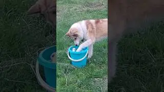 Как Чеза больше нет