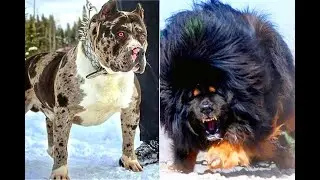 दुनिया के सबसे ख़तरनाक कुत्ते || World Dangerous Dog's
