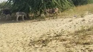 Donkey Fight