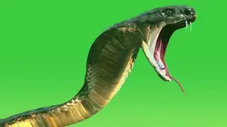 Anaconda Snake HD Video|green green