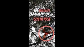 Costa Rica Wildlife Guide To Animal Sightings Facts 