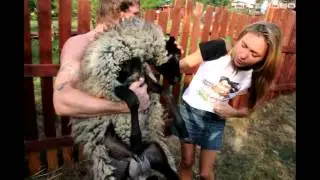 БАРАШКИ ИЗ 